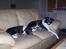 Blanding af racer Filuca - begge hunde putter hjemme i sofaen:-)