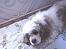 Amerikansk cocker spaniel mulle