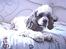 Amerikansk cocker spaniel mulle