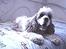 Amerikansk cocker spaniel mulle