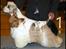 Amerikansk cocker spaniel mulle