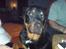 Rottweiler Tyson