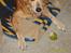 Golden retriever Trunte R.I.P 4/7-08 - Jeg elsker pærer!