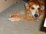 Golden retriever Trunte R.I.P 4/7-08 - Er vild med gulerødder..