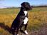 Blanding af racer Naja - Flot novembervejr og en smuk hund i forgrunden *S* Bedre motiv findes ikke *S*   Taget d. 12/11-07