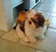 Shih tzu Kiwi