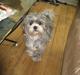 Lhasa apso Wilma