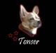 Chihuahua Tonser *HIMMELHUND*