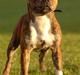 Staffordshire bull terrier !JEANTY´S STAFF GEO!