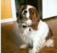 Cavalier king charles spaniel Smilla