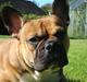 Fransk bulldog Hector