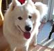 Samojedhund sigurd