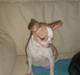 Chihuahua My