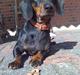 Gravhund Molly
