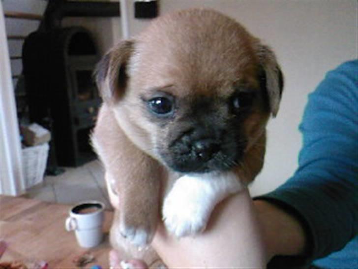 Blanding af racer Vaps R.I.P billede 5