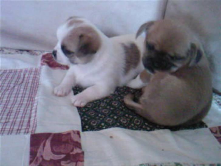 Blanding af racer Vaps R.I.P billede 6