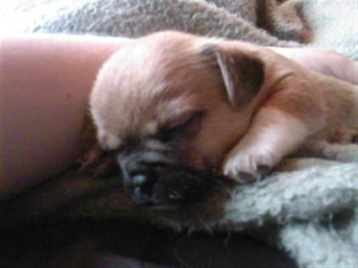 Blanding af racer Vaps R.I.P billede 7