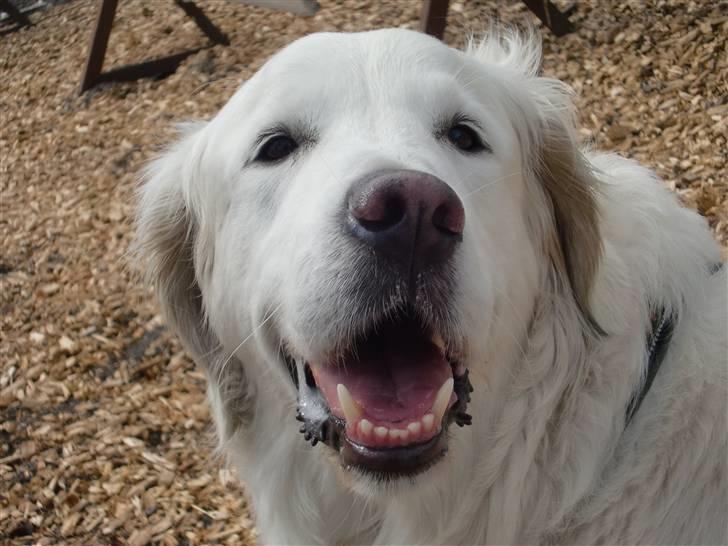 Golden retriever *Tvebak* - Hej! Jeg hedder Tvebak og velkommen til min profil! Du er velkommen til at kigge videre i min profil, og læg gerne en kommentar! Min ejer har valgt lige præsis disse billeder, for de afspejler bedst hvem jeg helt præsis er ;o)... Så velkommen! ;o) billede 1