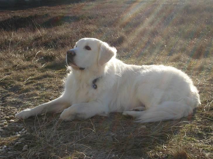 Golden retriever *Tvebak* - En hund, som sendt fra himlen! billede 2