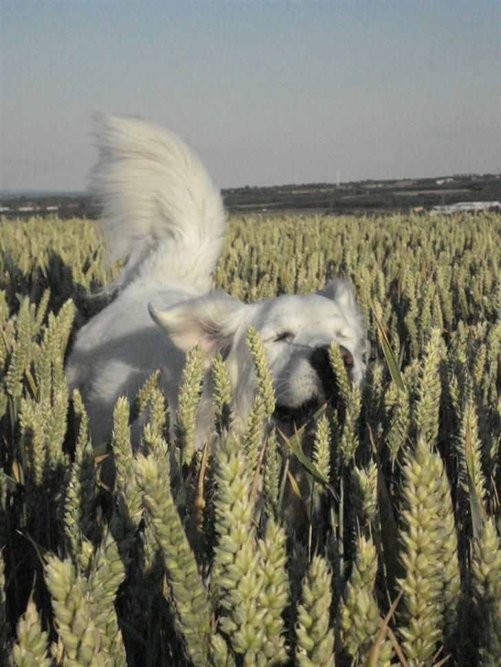 Golden retriever *Tvebak* - "HOV, der var et korn i vejen!" billede 3