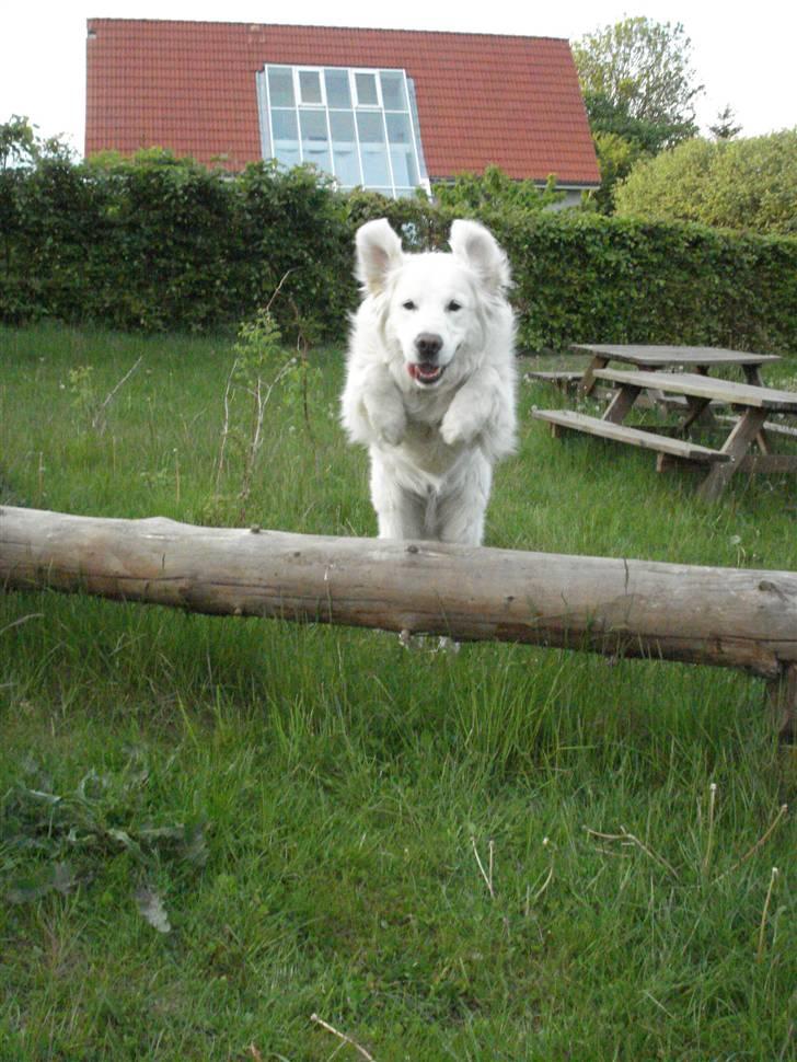 Golden retriever *Tvebak* - I fuld firspring! billede 4