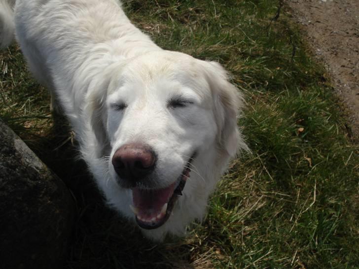 Golden retriever *Tvebak* - Hihihi! Sarah sagde noget rigtig sjovt! billede 5