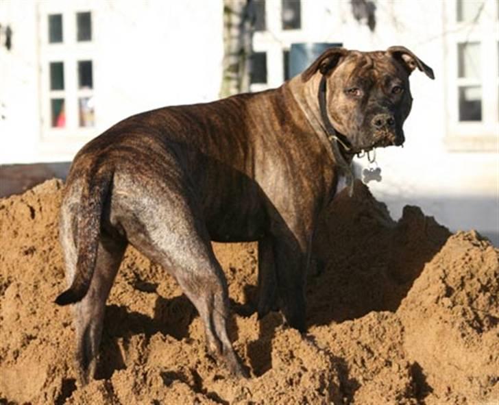 Amerikansk staffordshire terrier Diana - November 2006 billede 14
