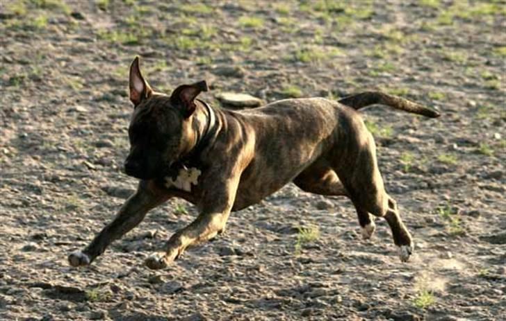 Amerikansk staffordshire terrier Diana - Oktober 2006 billede 15