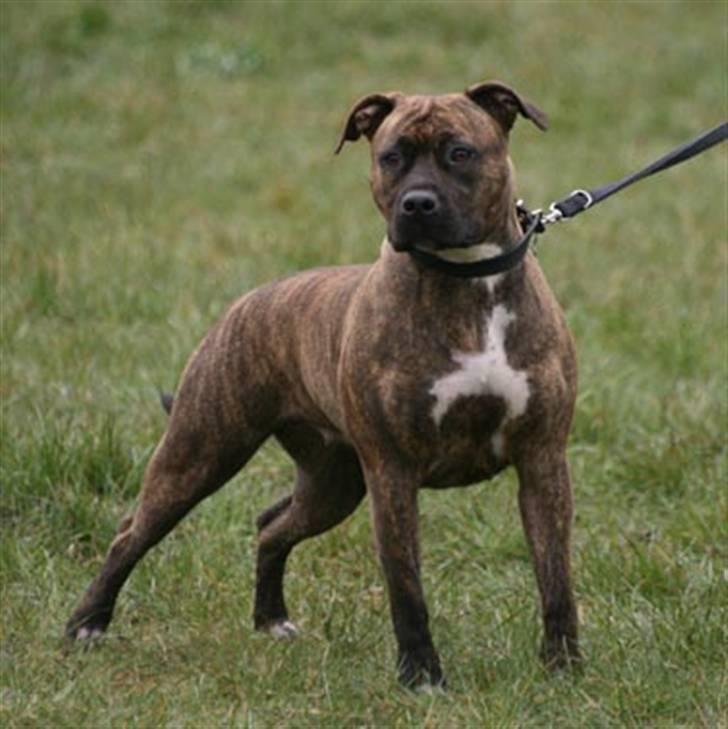 Amerikansk staffordshire terrier Diana - April 2007 billede 16