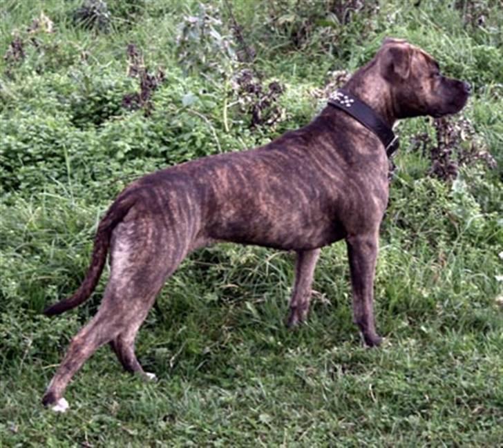 Amerikansk staffordshire terrier Diana - Oktober 2006 billede 17