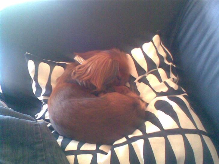 Miniature gravhund heimays emeli fleur billede 5