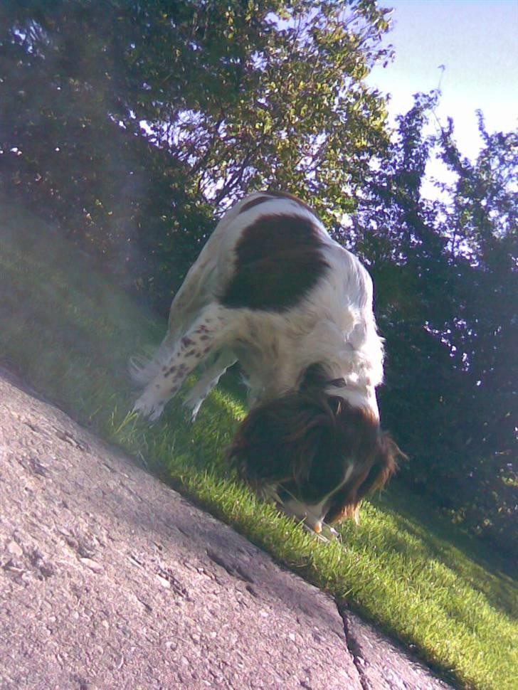 Engelsk springer spaniel tikki  R.I.P - nam salatskål.. billede 12