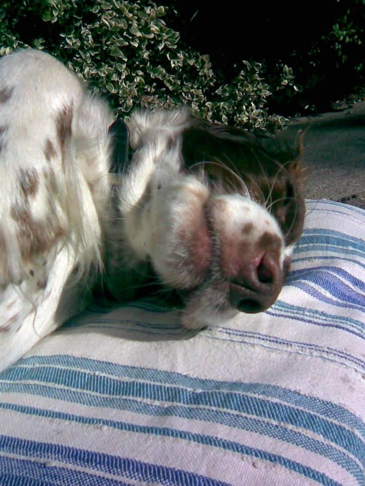 Engelsk springer spaniel tikki  R.I.P - ligger og daser på puden..! billede 13