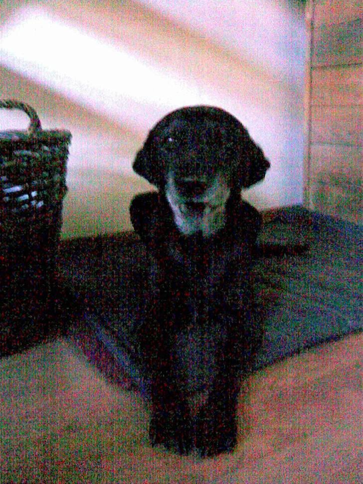 Labrador retriever bella <3<3død£>£> tud tud - hjemme.. billede 14