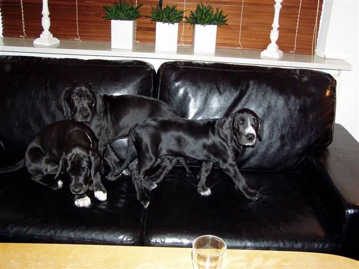 Grand danois WINTHER'S ARMARNI - det er mig der står bagerst....passer lige på pigerne billede 12