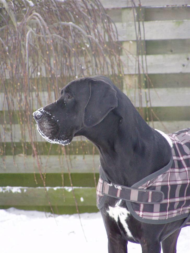 Grand danois WINTHER'S ARMARNI billede 13