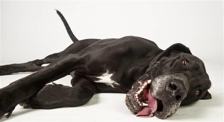 Grand danois WINTHER'S ARMARNI billede 14