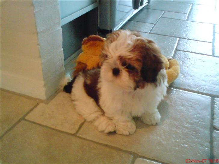 Shih tzu Kiwi - Her er det første billede jeg fik af miin dejliqe Kiwi billede 1