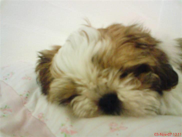 Shih tzu Kiwi - Ååårh .. Din lille sove dryne ´<33 billede 2