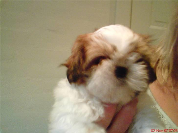 Shih tzu Kiwi - Anden dag jeg havde sig ;D<´33 billede 3