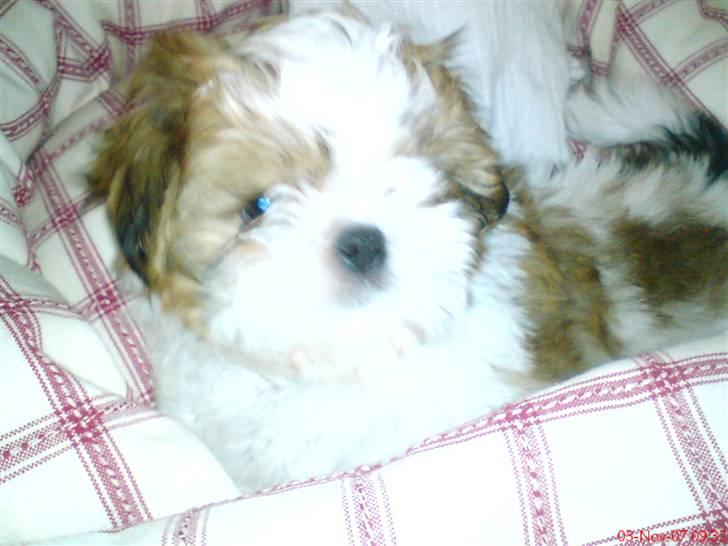 Shih tzu Kiwi - Uhha .. Hvem tager et billede  billede 4
