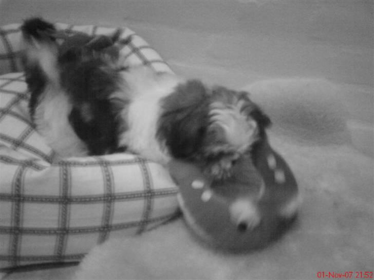 Shih tzu Kiwi - Leger leger leget altid ;D billede 5