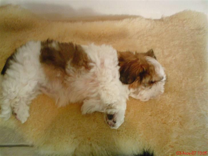 Shih tzu Kiwi - Sover såååh sødt :D´<33 billede 6