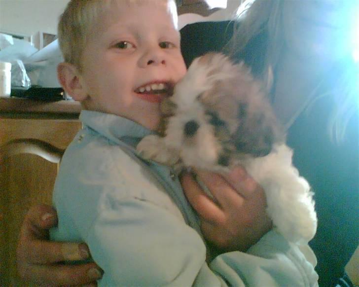 Shih tzu Kiwi - Over i Kbh og se Kiwi .. Min lillebror holder hende :D´<33 billede 7