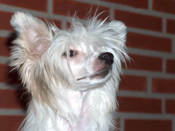 Chinese crested hårløs Clare - DKK Herning 3. november 2007 billede 7