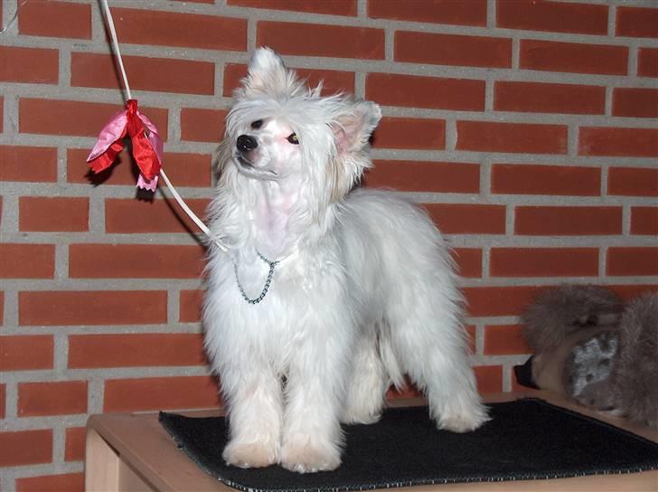 Chinese crested hårløs Clare - DKK Herning 03.11.2007 - se mine fine bånd billede 8