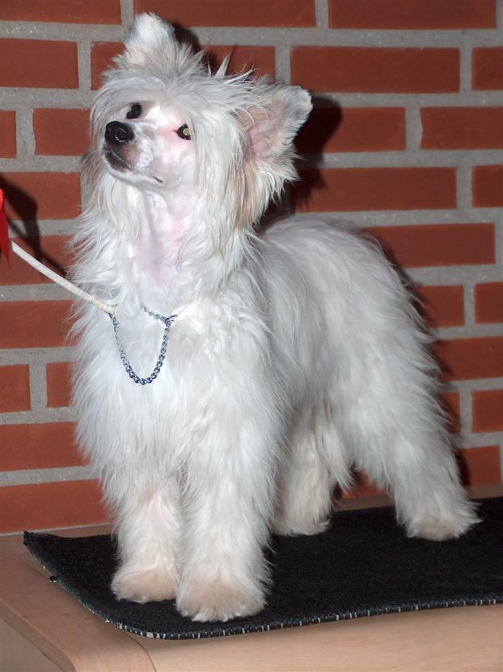 Chinese crested hårløs Clare - DKK Herning 03.11.2007 - får jeg snart den guf!!! billede 9