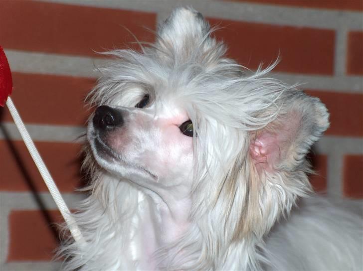 Chinese crested hårløs Clare - DKK Herning 03.11.2007 - Skal man dreje hovedet helt af led for at få noget!!! billede 10