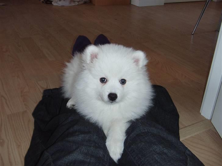 Japansk spids Aya billede 1