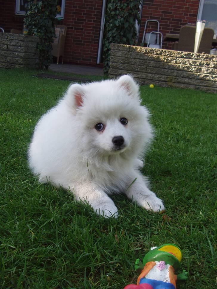 Japansk spids Aya billede 3